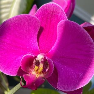 Meet your Posher, Wen-hui